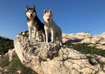 How to Introduce Two Dogs to Each Other Safely How to Introduce Two Dogs to Each Other Safely