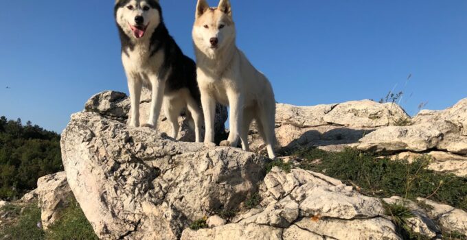 Photo Introduce Two Dogs