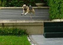 How to Stop Your Dog from Jumping on People