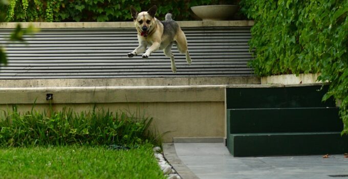Photo Stop Dog Jumping