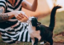 How to Groom a Long-Haired Cat at Home How to Groom a Long-Haired Cat at Home