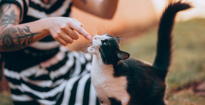 Photo Grooming a Long-Haired Cat