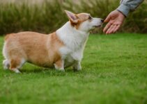 How to Teach Your Dog Basic Commands