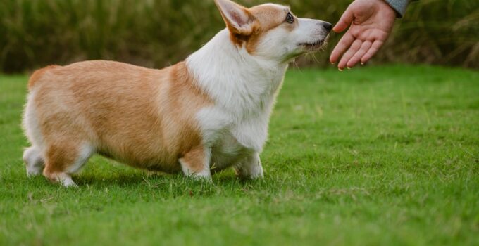 Photo Teach Dog Basic Commands