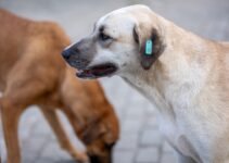 How to Clean Your Dog’s Ears Without Hurting Them