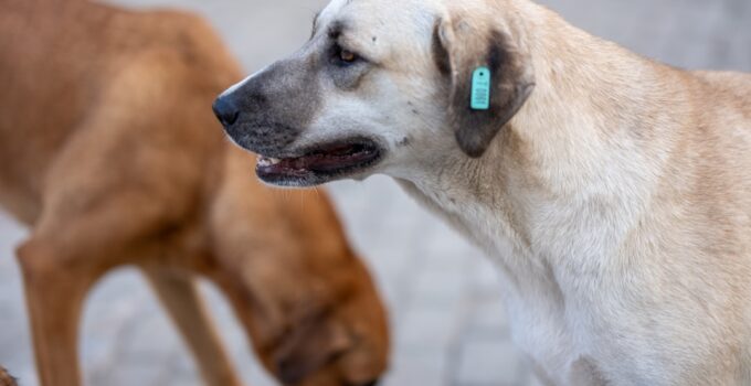 Photo Clean Dogs Ears