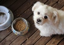 How to Choose the Right Pet Food for Your Dog