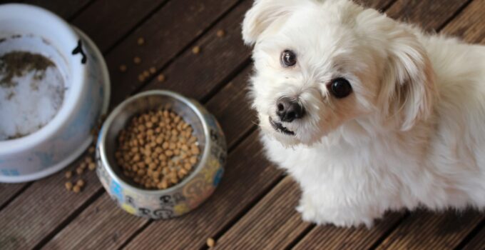 Photo Pet Food