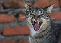 How to Stop Your Cat from Meowing at Night