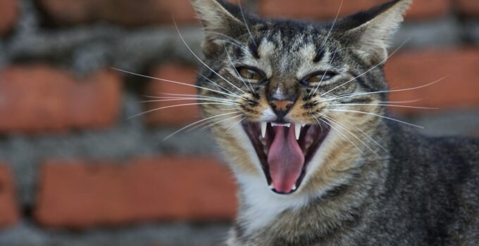 Photo Stop Cat Meowing