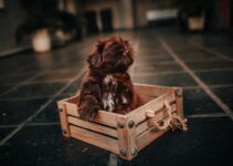 How to Crate Train Your Puppy Successfully