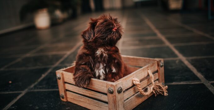 Photo Crate Train Puppy