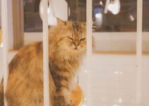 How to Keep Your Indoor Cat Entertained