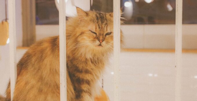 Photo Indoor Cat Entertained