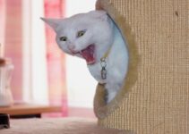 How to Keep Your Indoor Cat Entertained How to Keep Your Indoor Cat Entertained