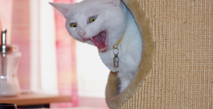 Photo Indoor Cat Entertained