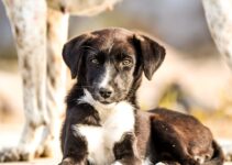 How to Socialize Your Puppy with Other Dogs How to Socialize Your Puppy with Other Dogs