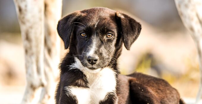 Photo Socialize Puppy Dogs