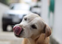 How to Deal with Your Dog’s Bad Breath