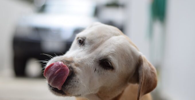 Photo Dogs Bad Breath