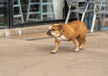 How to Train Your Dog to Walk on a Leash Without Pulling