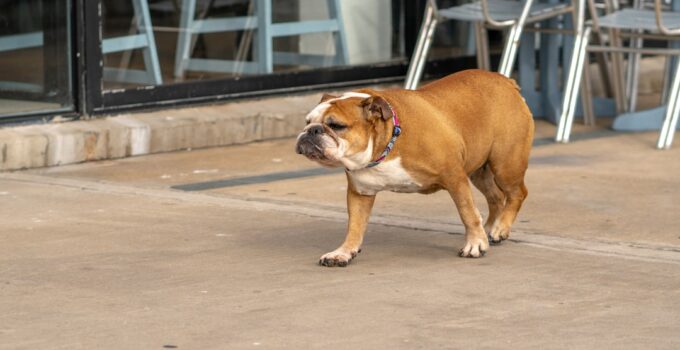 Photo Train Dog Walk Leash Pulling