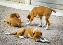 How to Recognize Heat Stroke in Dogs During Summer