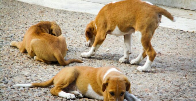 Photo Heat Stroke in Dogs