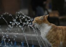 How to Stop Your Cat from Spraying Indoors How to Stop Your Cat from Spraying Indoors