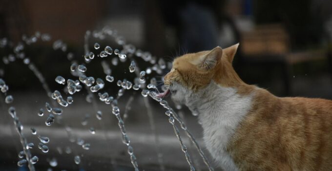 Photo Cat spraying
