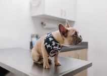 How to Choose the Right Veterinarian for Your Pet How to Choose the Right Veterinarian for Your Pet