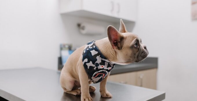 Photo veterinarian