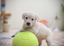 How to Prepare Your Home for a New Puppy How to Prepare Your Home for a New Puppy