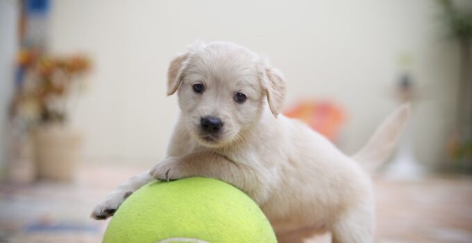 Photo Prepare Home for New Puppy