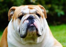 How to Help Your Overweight Dog Lose Weight