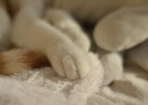 How to Care for Your Pet’s Paws in Winter