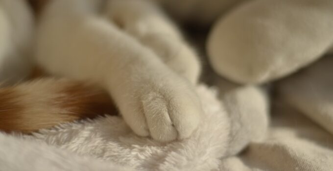 Photo Pets Paws in Winter
