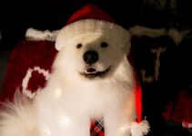 How to Keep Your Dog Safe Around Christmas Decorations