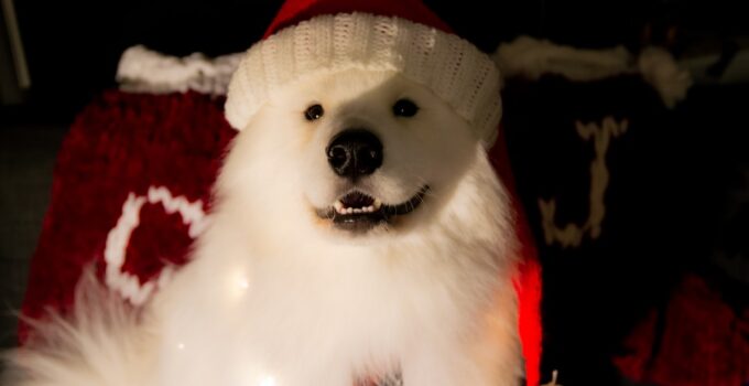 Photo Dog Safe Around Christmas Decorations