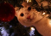 How to Prevent Your Cat from Climbing the Christmas Tree