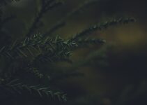 How to Keep Toxic Christmas Plants Away from Your Pets