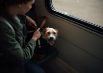 How to Travel Safely with Your Dog During Christmas