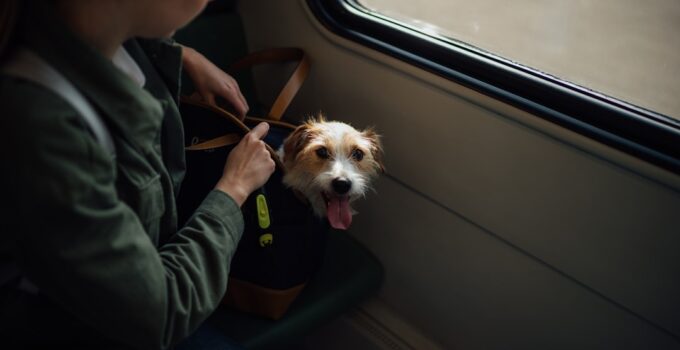 Photo Travel Safely with Your Dog