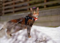 How to Keep Your Cat Safe from Christmas Lights and Tinsel How to Keep Your Cat Safe from Christmas Lights and Tinsel