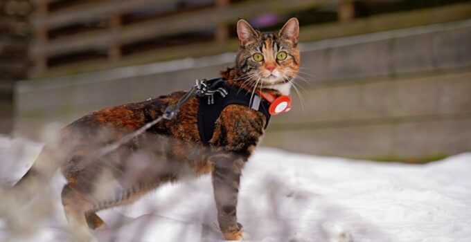 Photo Cat Safety