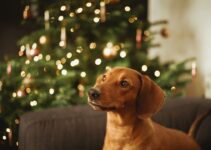 How to Keep Your Dog Calm During Christmas Fireworks How to Keep Your Dog Calm During Christmas Fireworks