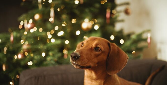 Photo Dog Calm During Christmas Fireworks
