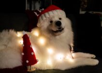 How to Keep Your Dog Calm During Christmas Fireworks