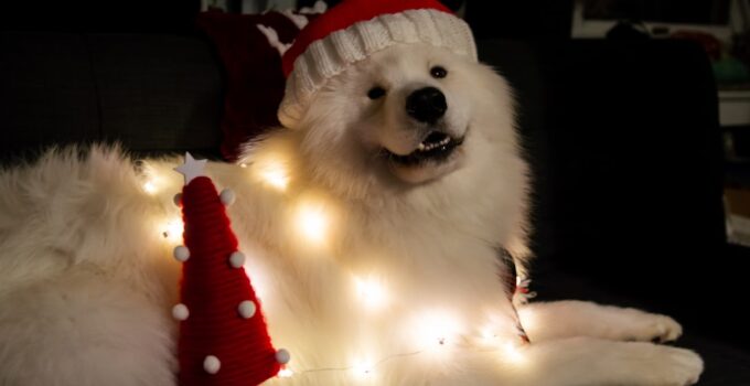 Photo Dog Calm During Christmas Fireworks