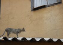 How to Care for Your Cat After Spaying or Neutering How to Care for Your Cat After Spaying or Neutering